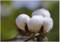 cotton 3